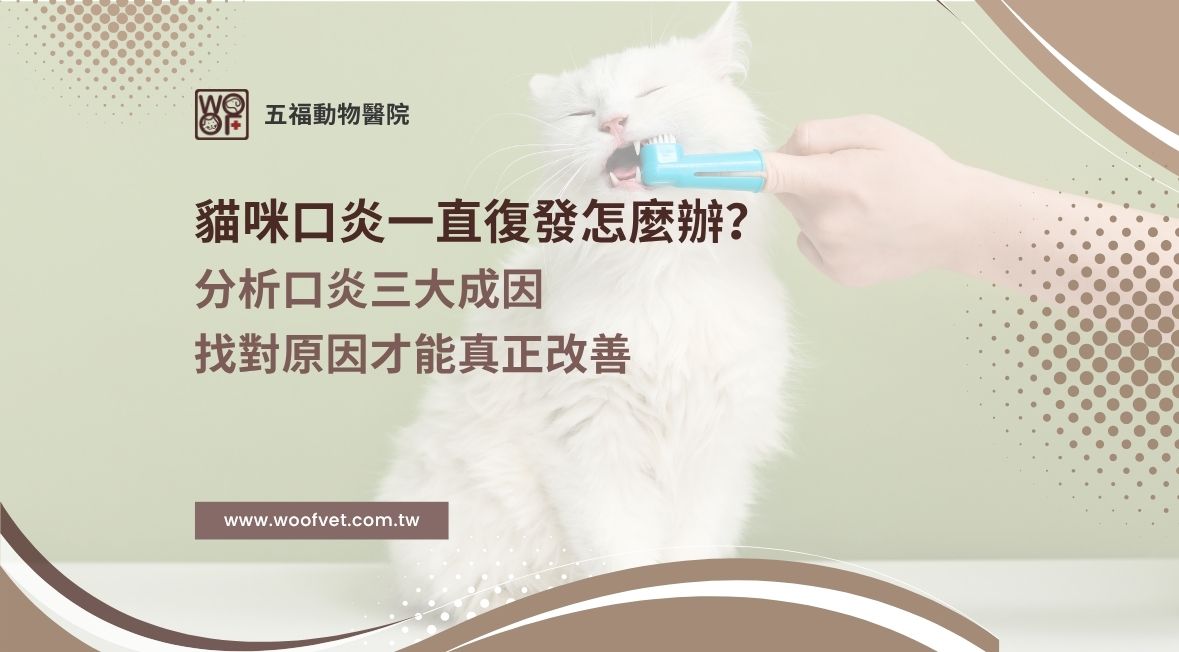 貓咪口炎一直復發怎麼辦？分析口炎三大成因，找對原因才能真正改善