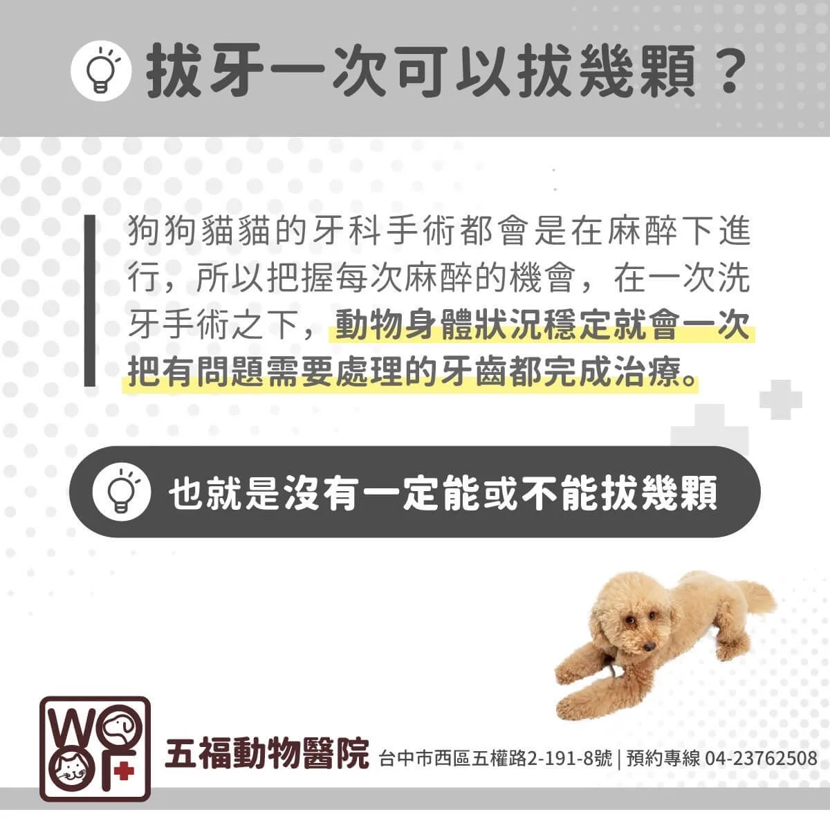 狗狗牙周病拔牙的標準是什麼?這樣的牙齒千萬不能留! 12 狗拔牙一次可以拔幾顆要看牠們當下的身體狀況決定