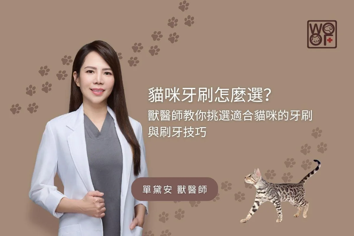 貓咪牙刷怎麼選？獸醫師交你挑選適合貓咪的牙刷與刷牙技巧