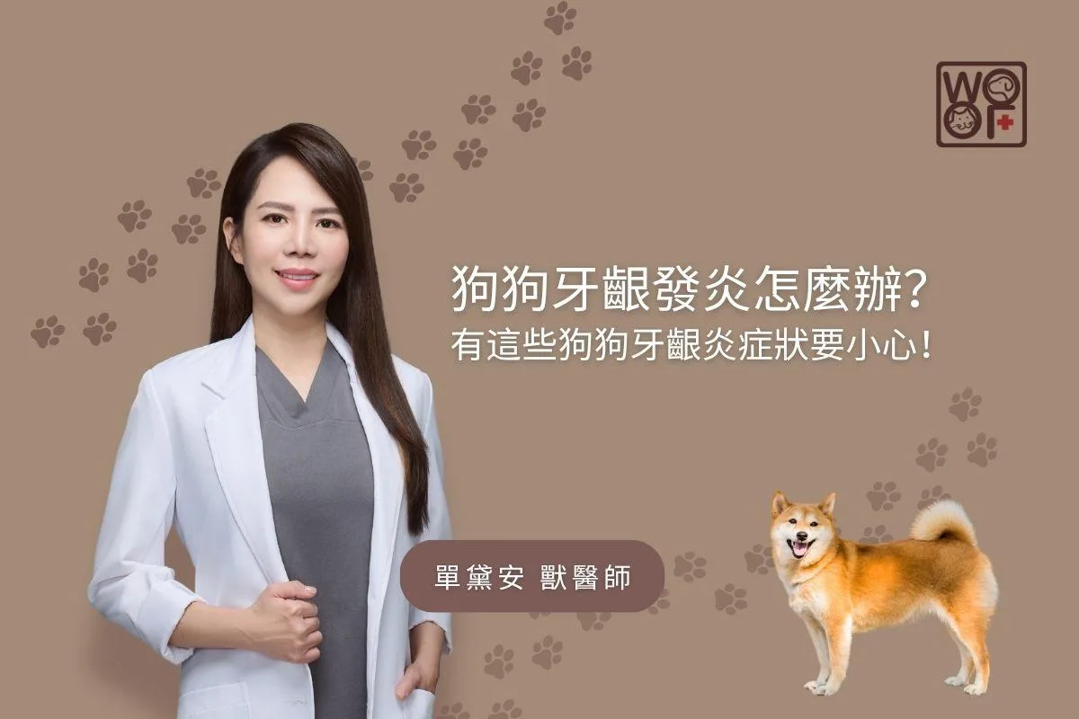 狗狗牙齦發炎怎麼辦？ 有這些狗狗牙齦炎症狀要小心！