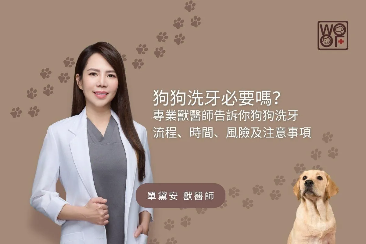 狗狗洗牙必要嗎？專業獸醫師告訴你狗狗洗牙，流程、時間、風險及注意事項