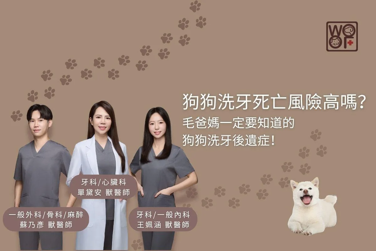 狗狗洗牙死亡風險高嗎？毛爸媽一定要知道的狗狗洗牙後遺症！
