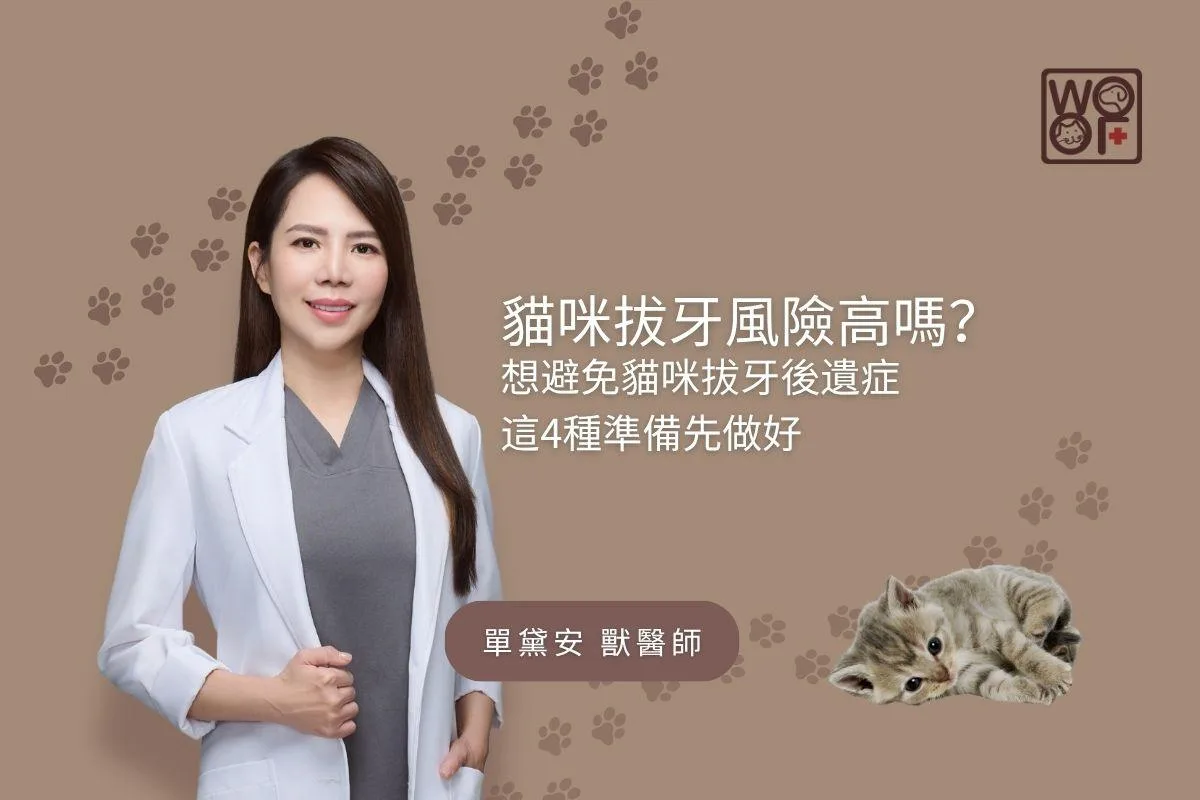 貓咪拔牙風險高嗎？想避免貓咪拔牙後遺症，這4種準備先做好