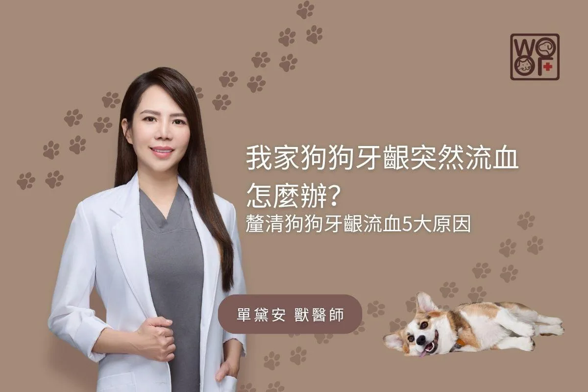 我家狗狗牙齦突然流血怎麼辦？ 釐清狗狗牙齦流血5大原因