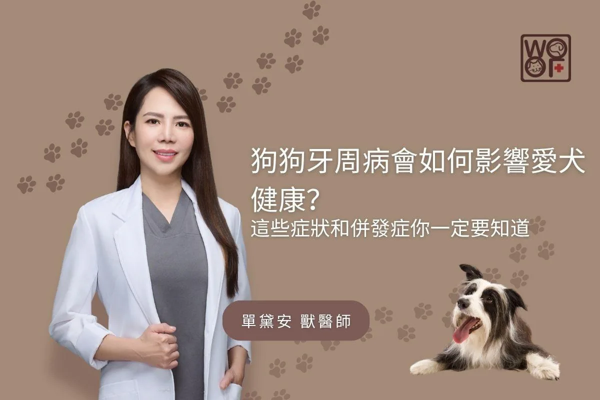 狗狗牙周病會如何影響愛犬健康？ 這些症狀和併發症你一定要知道