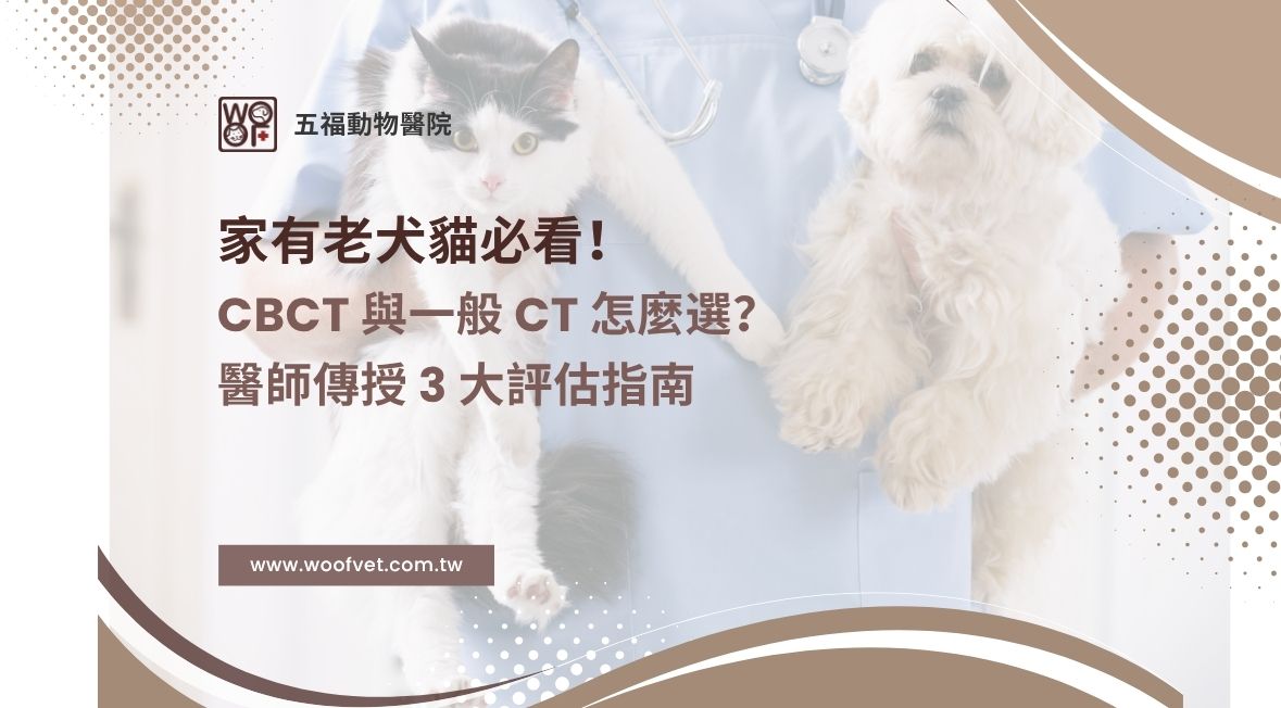 家有老犬貓必看！寵物牙科微創手術的秘密：CBCT 與一般 CT 怎麼選？醫師傳授 3 大評估指南