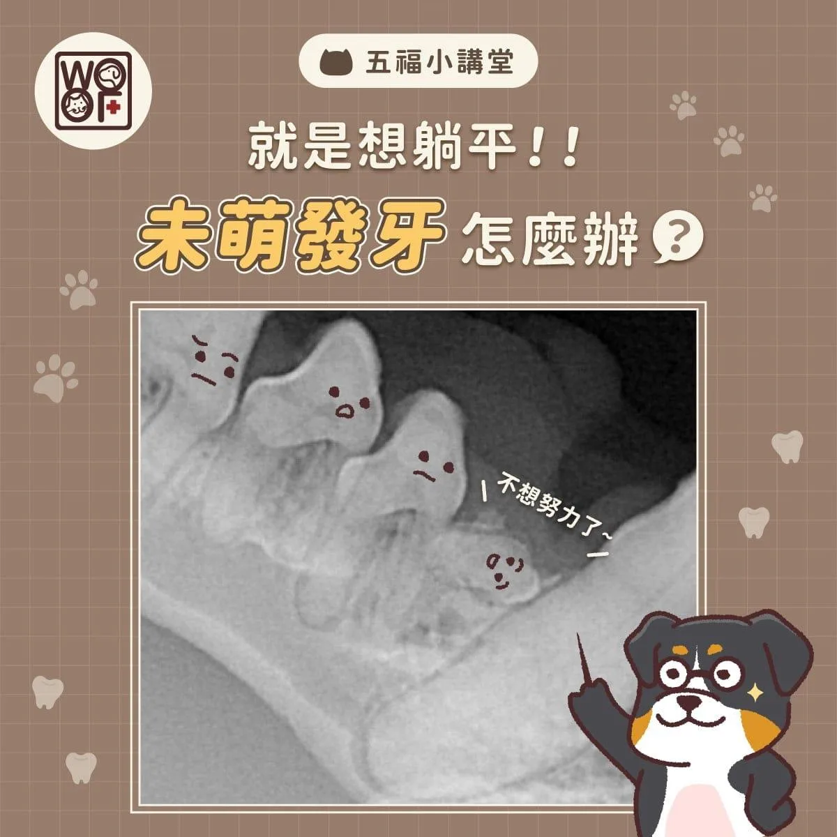犬貓乳牙不處理會怎樣？這些狗狗品種要注意！