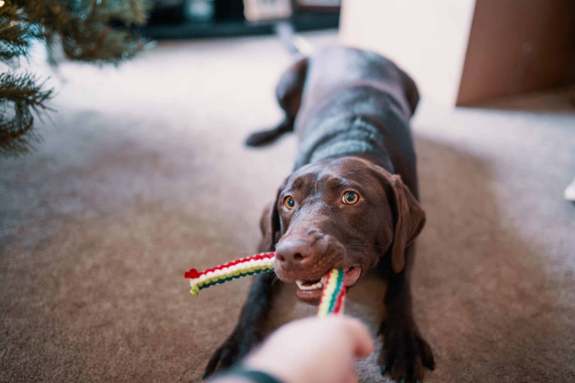 啃咬玩具請慎選。狗左下犬齒牙體復型 1 pexels josh sorenson 1739093