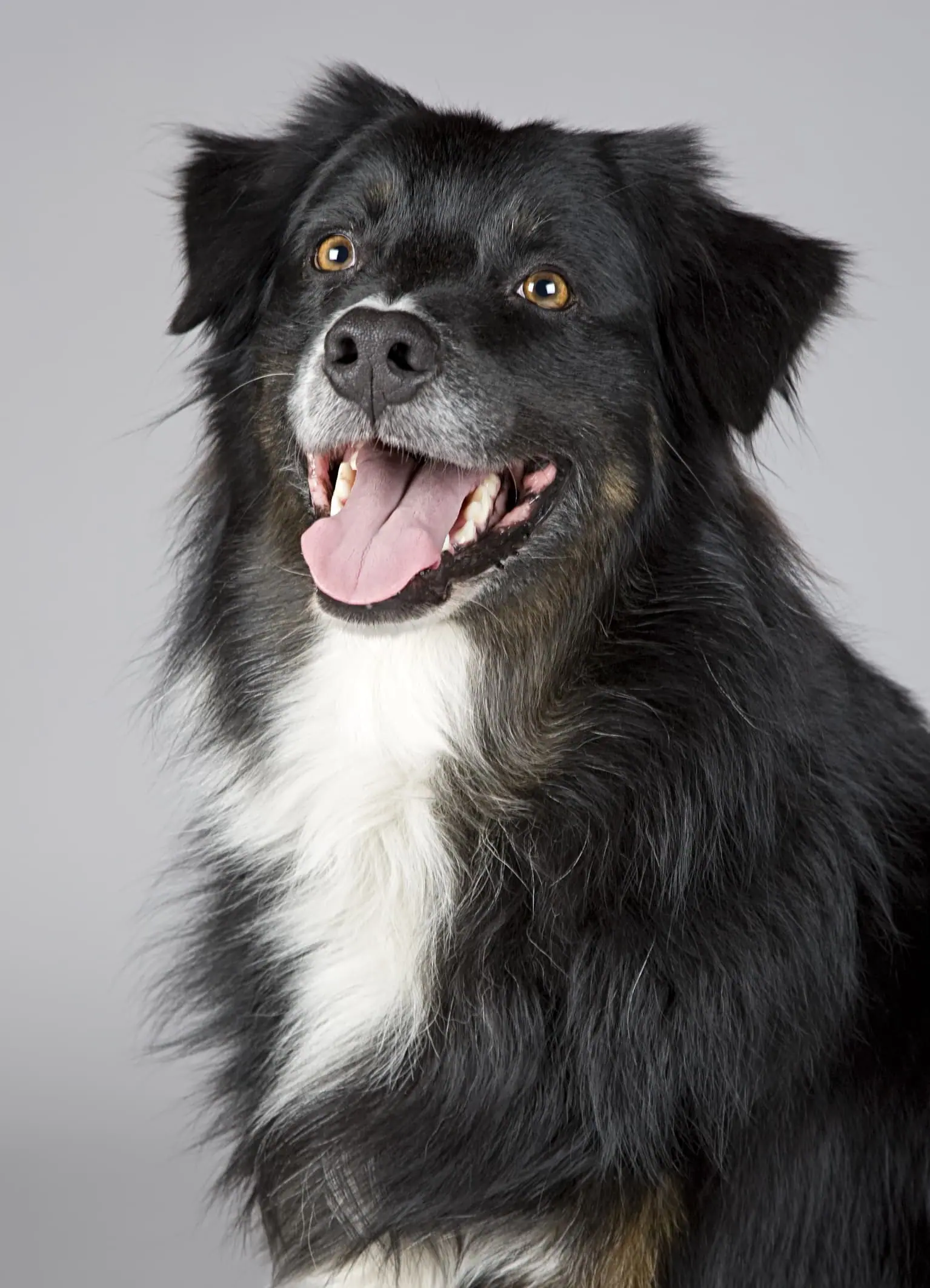 犬貓拔牙很痛嗎?犬貓拔牙麻醉、止痛、注意事項一次看 5 pexels pixabay 220938
