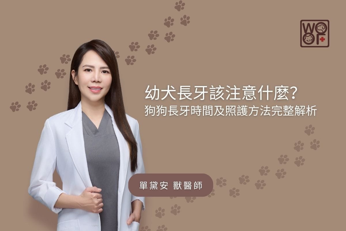 幼犬長牙該注意什麼？狗狗長牙時間及照護方法完整解析