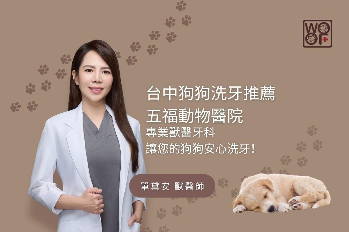台中狗狗洗牙推薦五福動物醫院專業獸醫牙科讓您的狗狗安心洗牙