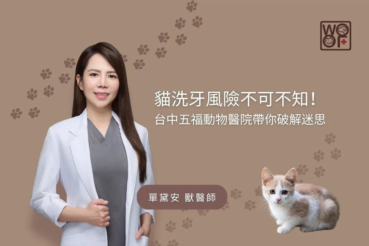 貓洗牙風險不可不知！台中五福動物醫院帶你破解迷思