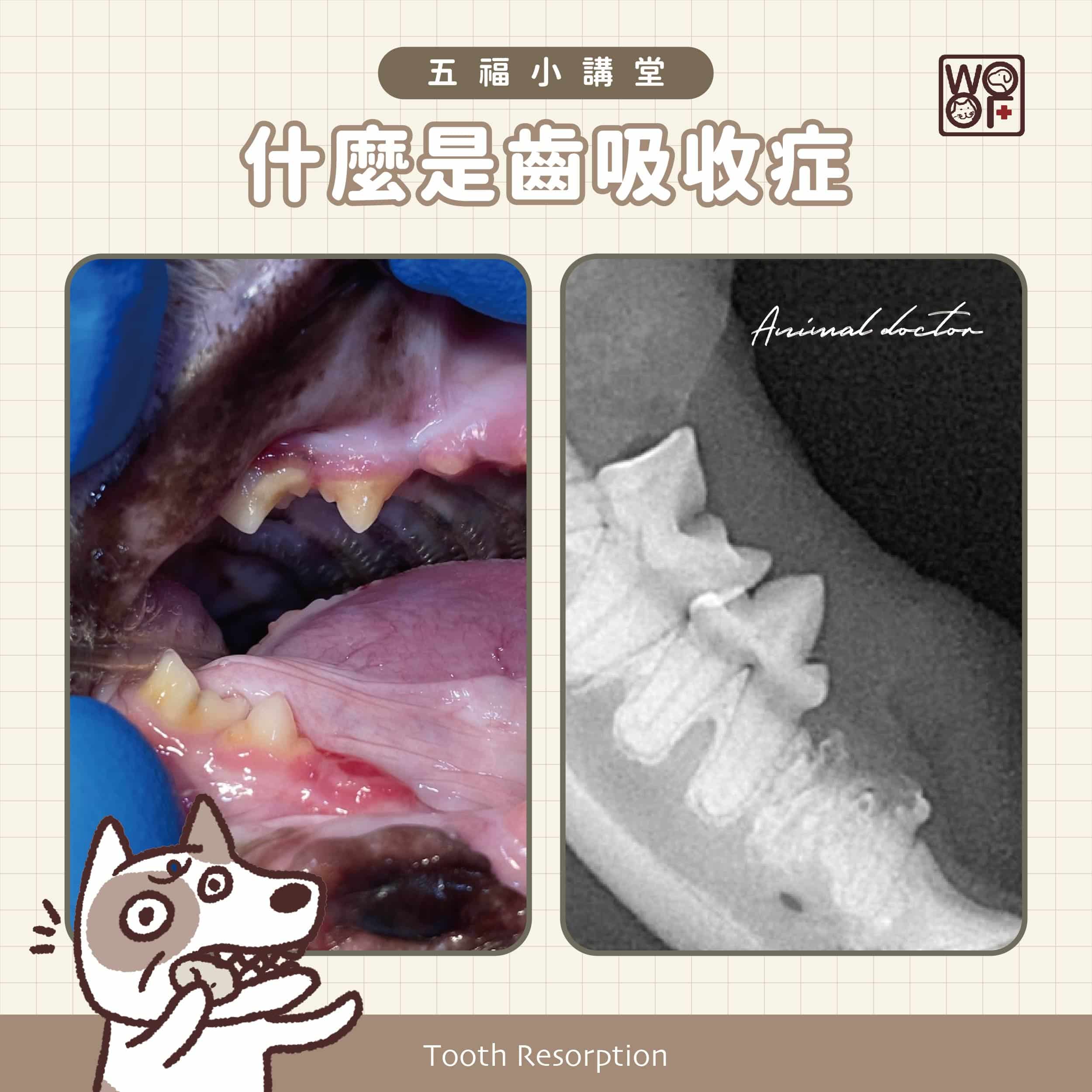 貓牙齒消失了？貓齒吸收症(Tooth resorption)完整介紹一次看