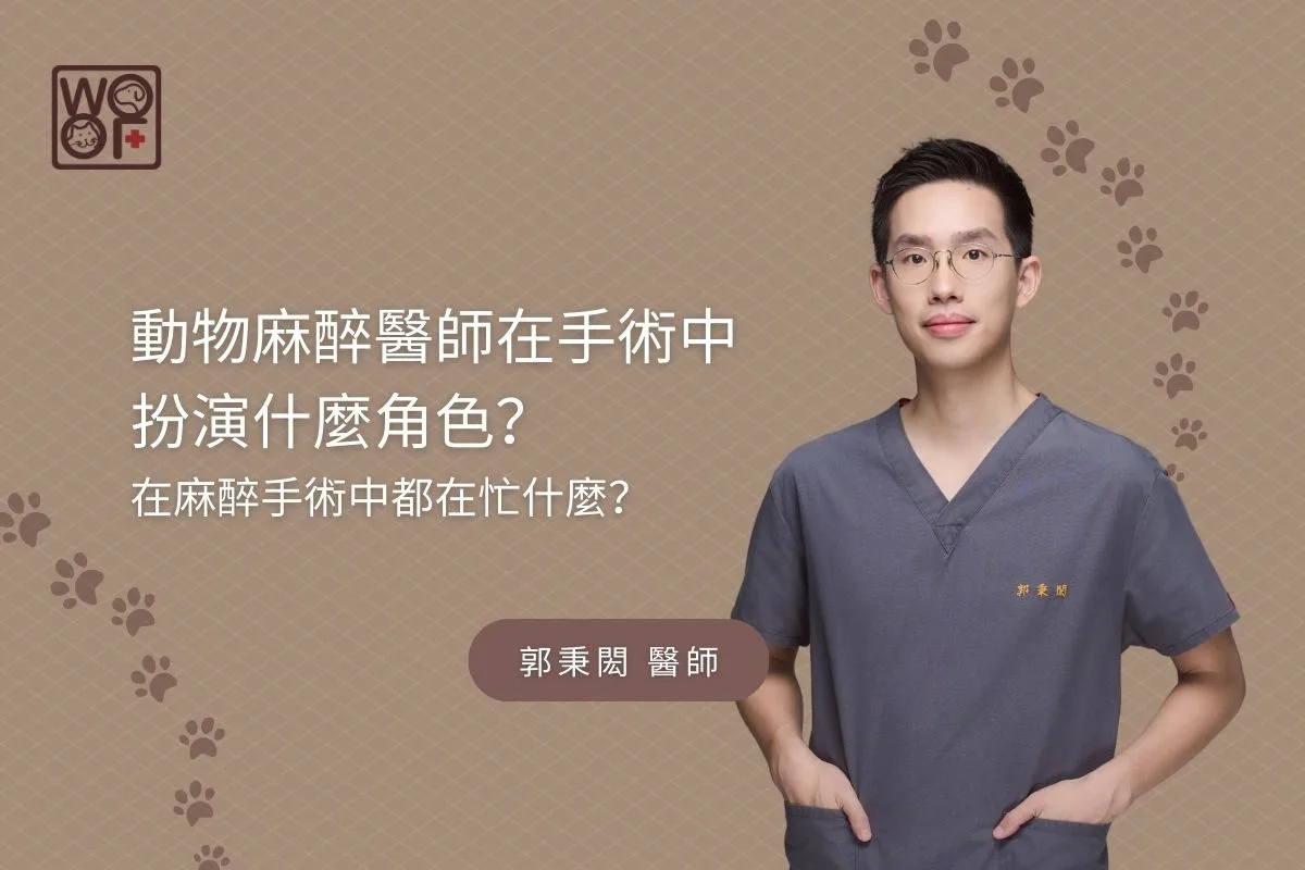動物麻醉醫師在手術中 扮演什麼角色？在麻醉手術中都在忙什麼？