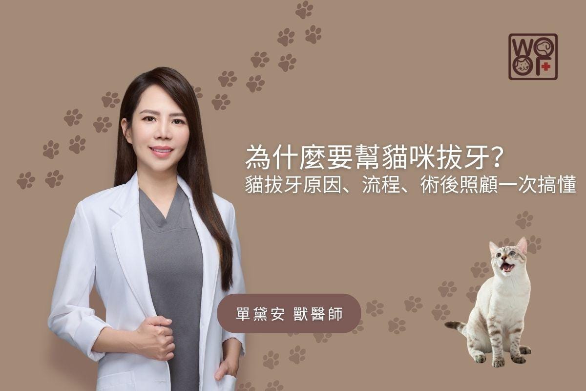 為什麼要幫貓咪拔牙？ 貓咪牙原因、流程、術後照顧一次搞懂