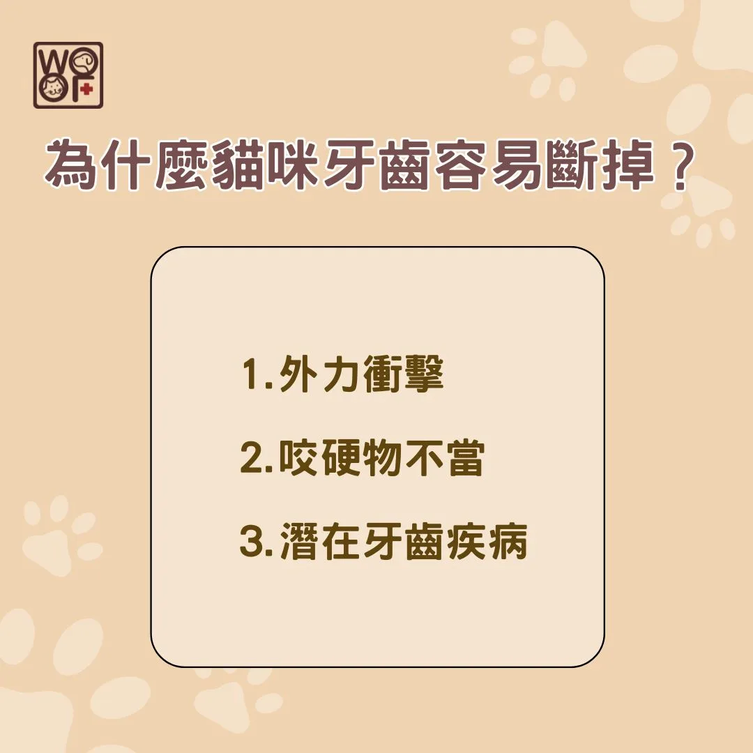 為什麼貓咪牙齒容易斷掉？