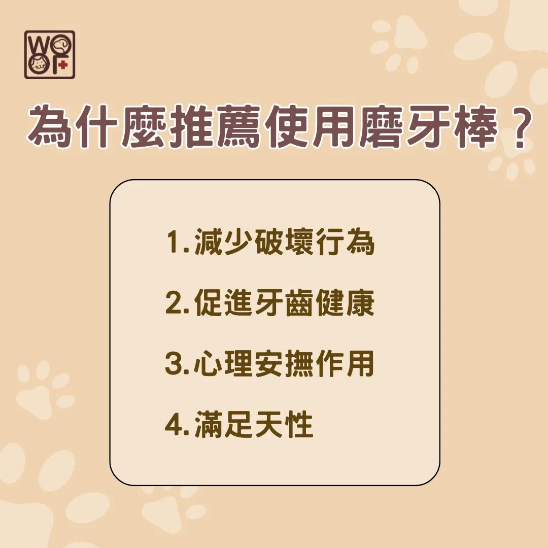 幼貓換牙磨牙期咬手指與啃咬玩具常見表現