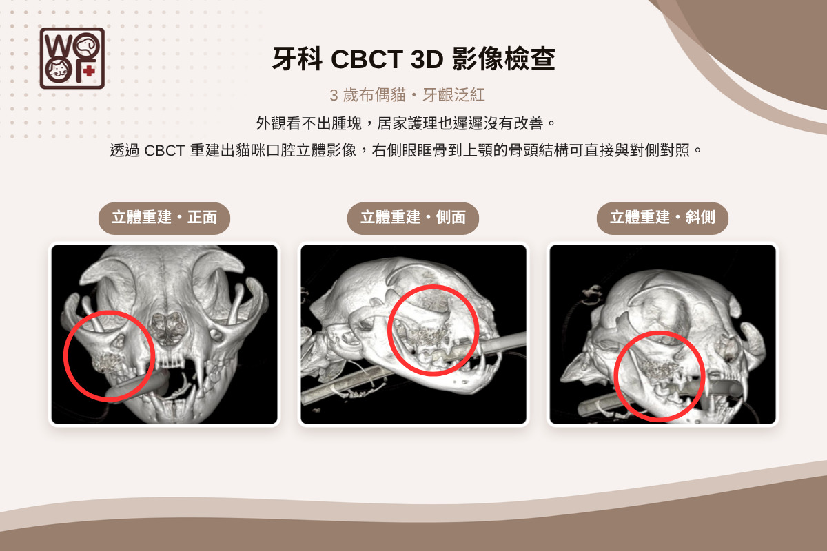 3歲布偶貓貓口腔CBCT 3D立體重建影像，正面、側面、斜側