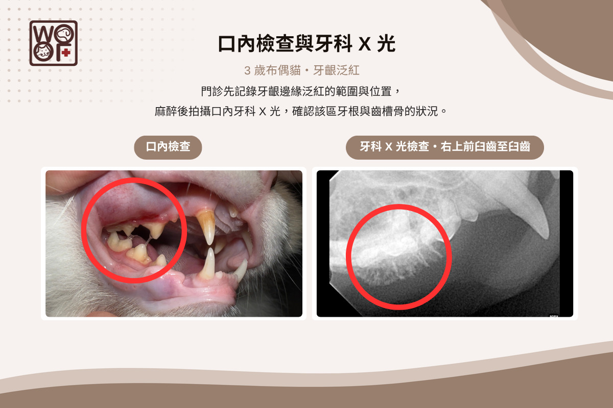 3歲布偶貓口內檢查與牙科X光，牙齦邊緣泛紅處