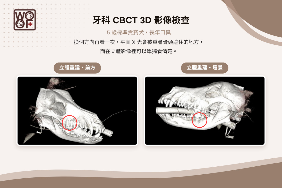 狗狗洗完牙還是口臭?5歲貴賓犬的嘴臭謎團,靠CBCT找回清爽口氣! 4 貴賓犬寵物牙科CBCT 3D立體重建影像,前方與遠景視角