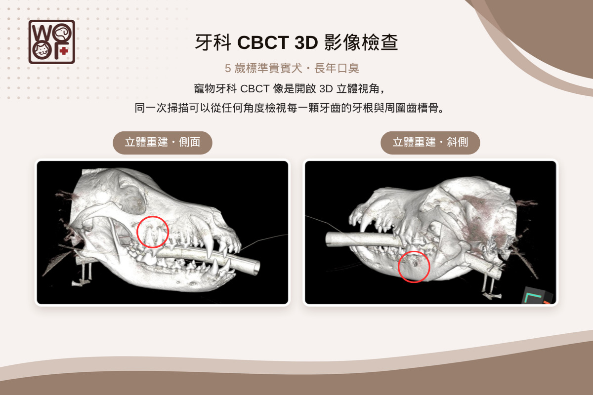 狗狗洗完牙還是口臭?5歲貴賓犬的嘴臭謎團,靠CBCT找回清爽口氣! 3 貴賓犬寵物牙科CBCT 3D立體重建影像,側面與斜側視角