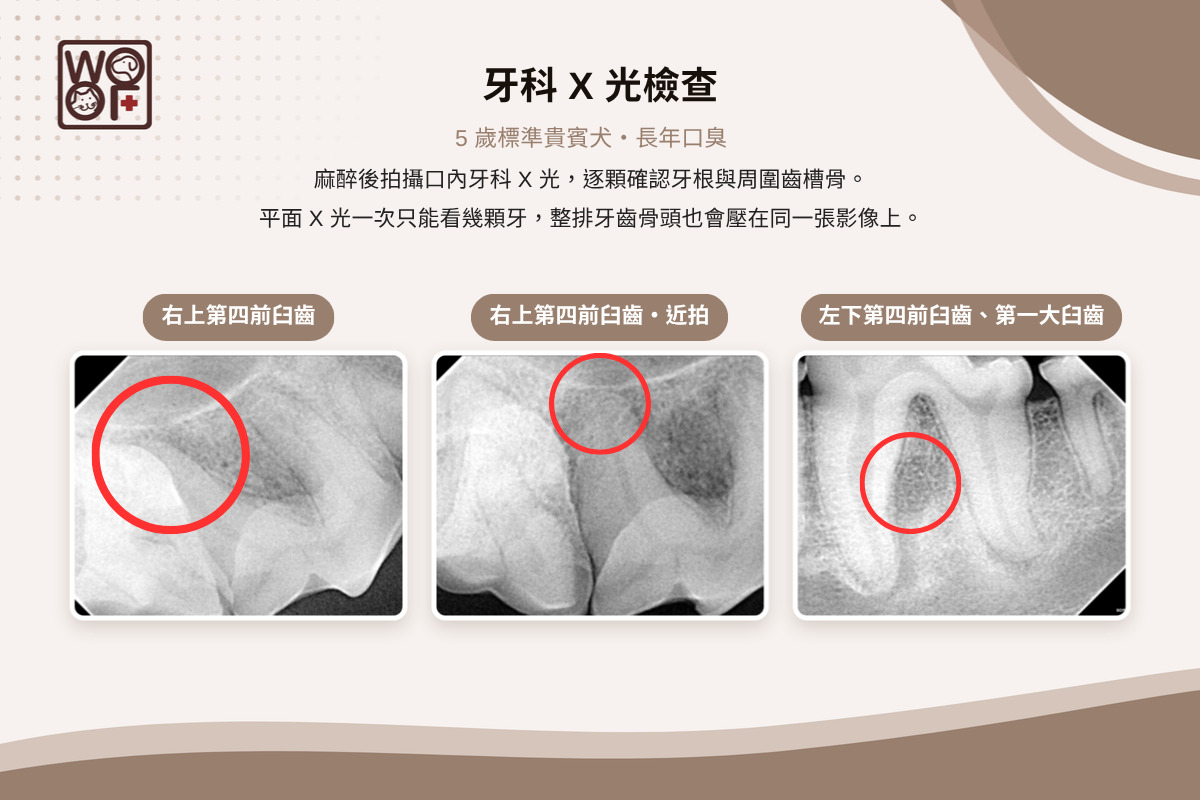 狗狗洗完牙還是口臭?5歲貴賓犬的嘴臭謎團,靠CBCT找回清爽口氣! 2 貴賓犬牙科X光檢查,右上第四前臼齒與左下第四前臼齒、第一大臼齒的牙根影像