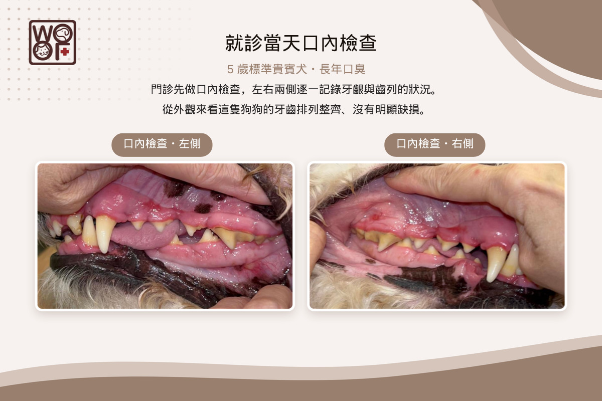 狗狗洗完牙還是口臭?5歲貴賓犬的嘴臭謎團,靠CBCT找回清爽口氣! 1 5歲標準貴賓犬就診當天口內檢查,左右兩側齒列與牙齦